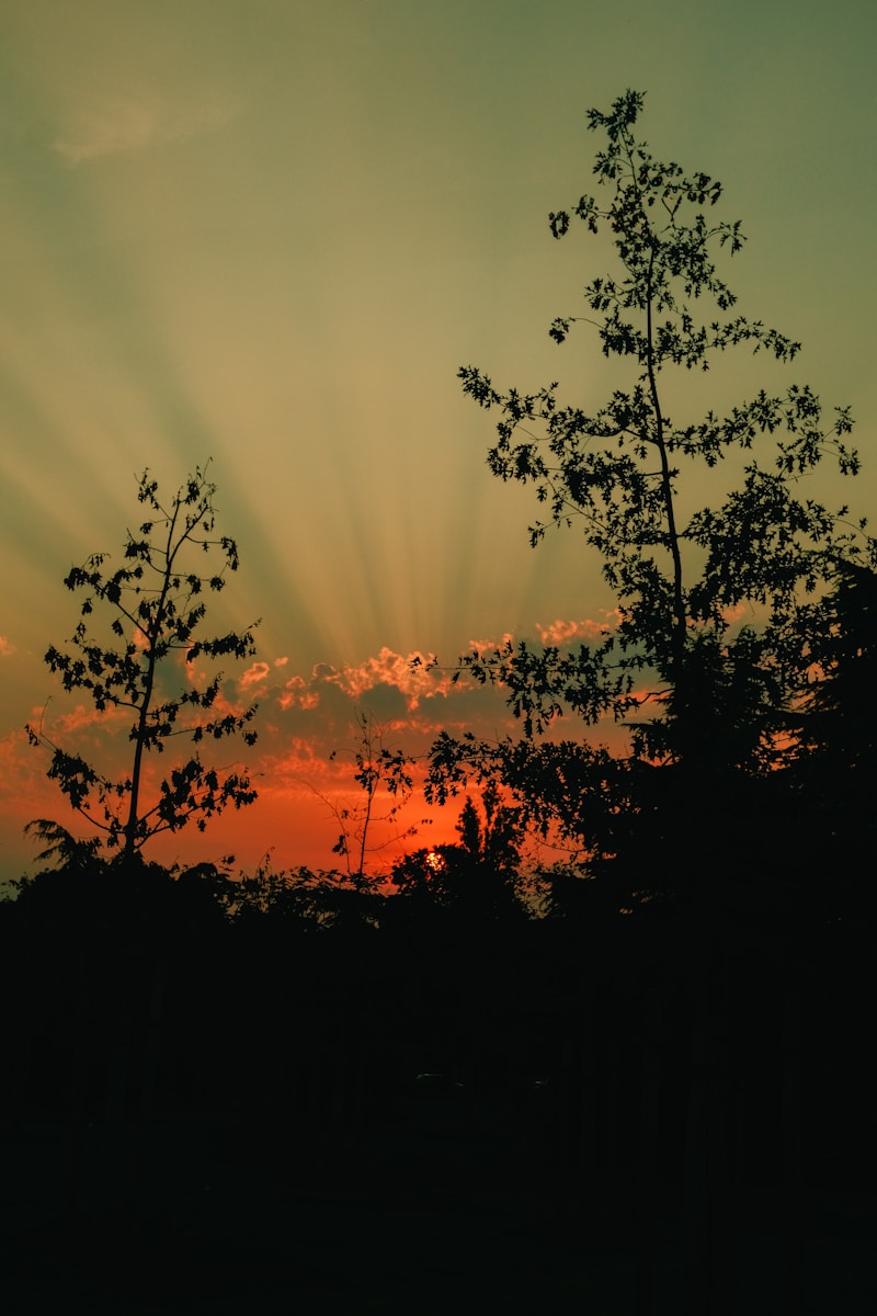 The sun is setting behind some trees