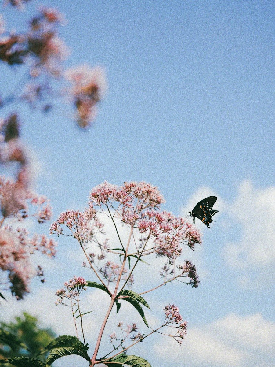 A black swallowtail butterfly landing on a cluster of pink joe-pye weed flowers